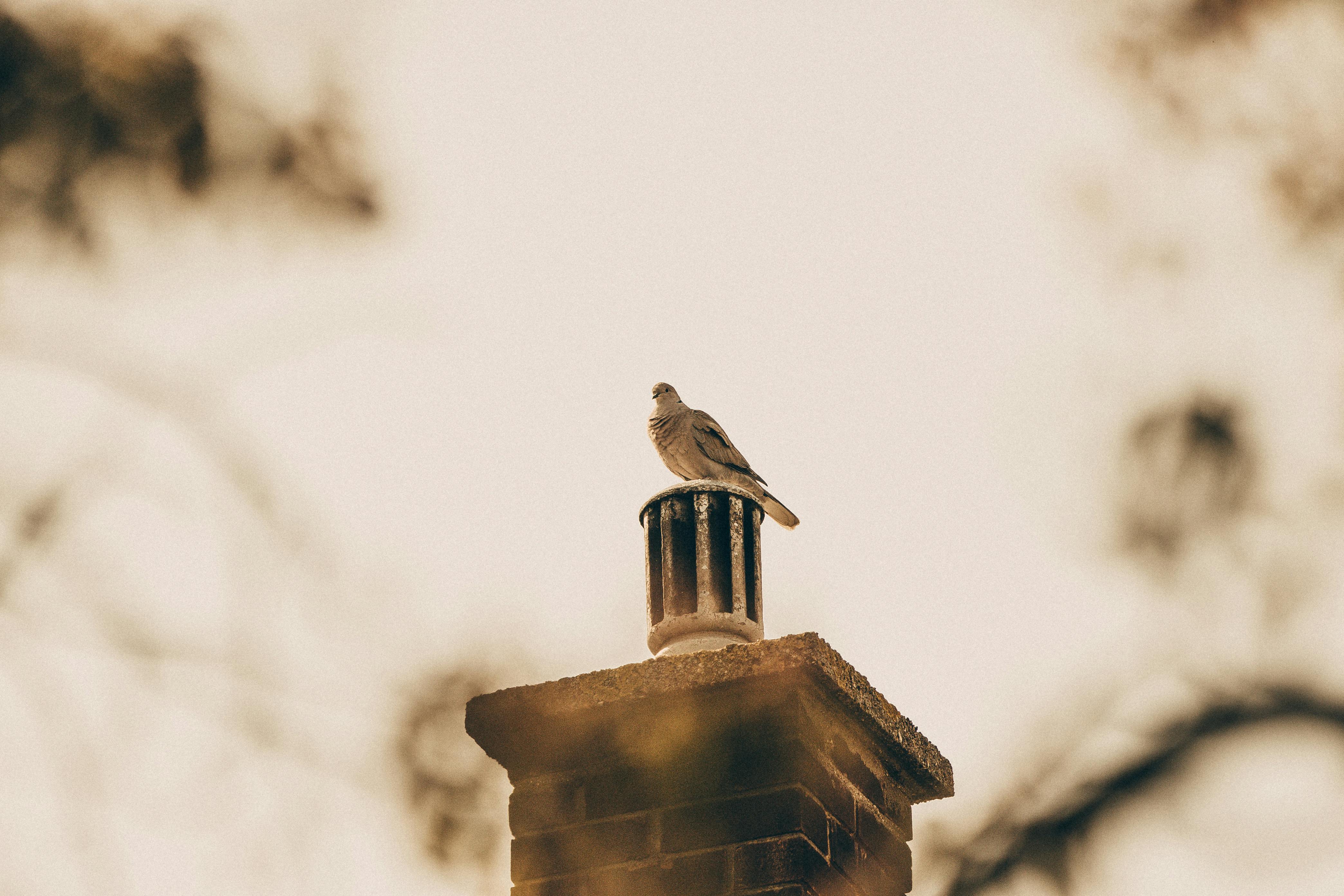 Expert Chimney Cap Installation in Utica, Michigan